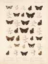 Insecta Lepidoptera-Rhopalocera Pl 092