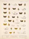 Insecta Lepidoptera-Rhopalocera Pl 093