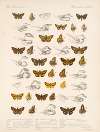 Insecta Lepidoptera-Rhopalocera Pl 094