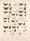 Insecta Lepidoptera-Rhopalocera Pl 096