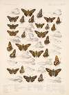 Insecta Lepidoptera-Rhopalocera Pl 097