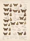 Insecta Lepidoptera-Rhopalocera Pl 098
