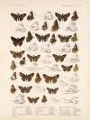 Insecta Lepidoptera-Rhopalocera Pl 099