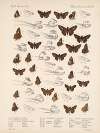 Insecta Lepidoptera-Rhopalocera Pl 100