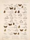 Insecta Lepidoptera-Rhopalocera Pl 101