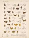 Insecta Lepidoptera-Rhopalocera Pl 102