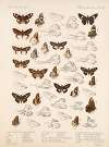 Insecta Lepidoptera-Rhopalocera Pl 103