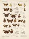 Insecta Lepidoptera-Rhopalocera Pl 105