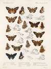 Insecta Lepidoptera-Rhopalocera Pl 107