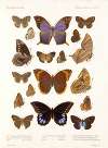 Insecta Lepidoptera-Rhopalocera Pl 108