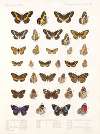 Insecta Lepidoptera-Rhopalocera Pl 109