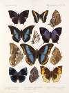 Insecta Lepidoptera-Rhopalocera Pl 110
