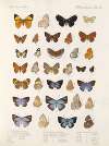 Insecta Lepidoptera-Rhopalocera Pl 111