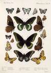 Insecta Lepidoptera-Rhopalocera Pl 112