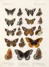 Insecta Lepidoptera-Rhopalocera Pl 113
