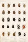 Insecta Rhynchota Hemiptera-Heteroptera Pl 02
