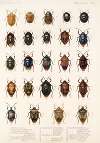 Insecta Rhynchota Hemiptera-Heteroptera Pl 03