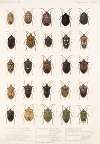 Insecta Rhynchota Hemiptera-Heteroptera Pl 05