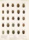 Insecta Rhynchota Hemiptera-Heteroptera Pl 06