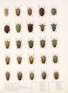 Insecta Rhynchota Hemiptera-Heteroptera Pl 08