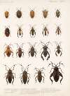 Insecta Rhynchota Hemiptera-Heteroptera Pl 10