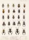 Insecta Rhynchota Hemiptera-Heteroptera Pl 11