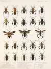 Insecta Rhynchota Hemiptera-Heteroptera Pl 12
