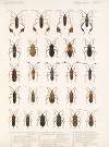 Insecta Rhynchota Hemiptera-Heteroptera Pl 13
