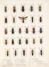 Insecta Rhynchota Hemiptera-Heteroptera Pl 14