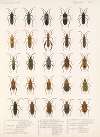 Insecta Rhynchota Hemiptera-Heteroptera Pl 15