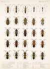 Insecta Rhynchota Hemiptera-Heteroptera Pl 16