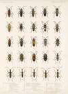Insecta Rhynchota Hemiptera-Heteroptera Pl 18