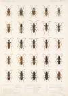 Insecta Rhynchota Hemiptera-Heteroptera Pl 19