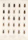 Insecta Rhynchota Hemiptera-Heteroptera Pl 20