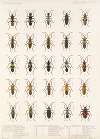 Insecta Rhynchota Hemiptera-Heteroptera Pl 21