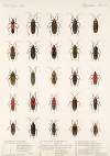 Insecta Rhynchota Hemiptera-Heteroptera Pl 22