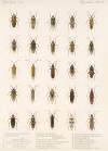 Insecta Rhynchota Hemiptera-Heteroptera Pl 23