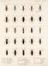 Insecta Rhynchota Hemiptera-Heteroptera Pl 24