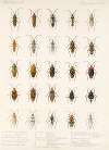 Insecta Rhynchota Hemiptera-Heteroptera Pl 26