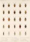 Insecta Rhynchota Hemiptera-Heteroptera Pl 27