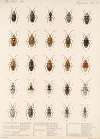 Insecta Rhynchota Hemiptera-Heteroptera Pl 28