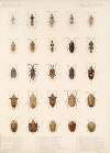Insecta Rhynchota Hemiptera-Heteroptera Pl 29