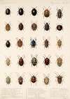 Insecta Rhynchota Hemiptera-Heteroptera Pl 30