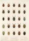 Insecta Rhynchota Hemiptera-Heteroptera Pl 31