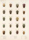 Insecta Rhynchota Hemiptera-Heteroptera Pl 32
