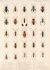 Insecta Rhynchota Hemiptera-Heteroptera Pl 33