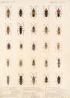 Insecta Rhynchota Hemiptera-Heteroptera Pl 34