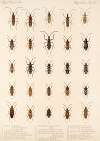 Insecta Rhynchota Hemiptera-Heteroptera Pl 35