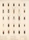 Insecta Rhynchota Hemiptera-Heteroptera Pl 36