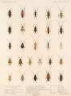 Insecta Rhynchota Hemiptera-Heteroptera Pl 37